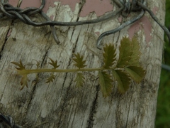 Acaena anserinifolia