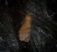 Lambula obliquilinea