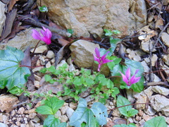 Cyclamen repandum