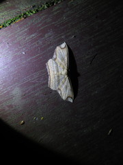 Eschatarchia lineata