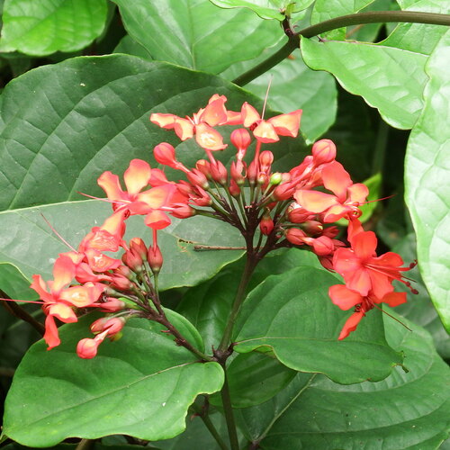 Image of Clerodendrum splendens by (c) Margaret Burger, some rights reserved (CC BY-SA)