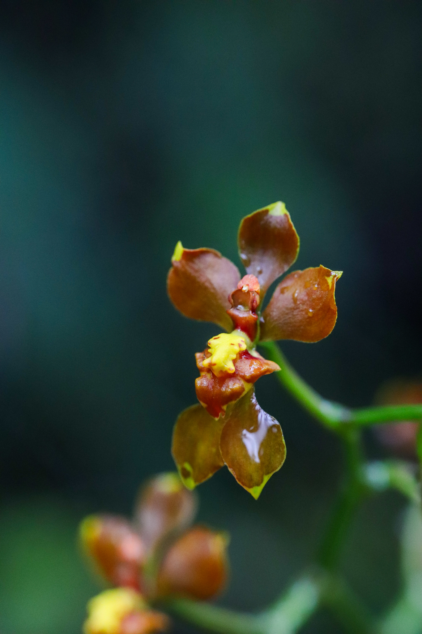 Cyrtochilum flexuosum Kunth
