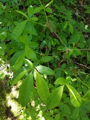 Rhododendron periclymenoides