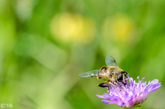 Eristalis tenax