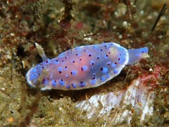 Goniobranchus thompsoni