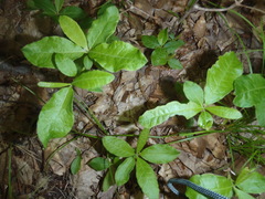 Rhododendron periclymenoides