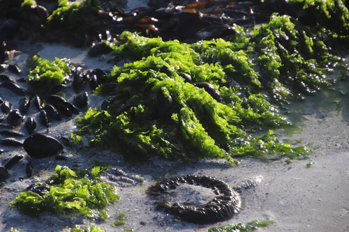 Image of Ulva rigida by (c) Tony Rebelo, some rights reserved (CC BY-SA)