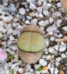 Lithops lesliei
