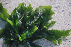 Ulva rigida