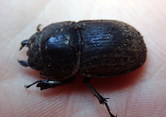 Geodorcus helmsi