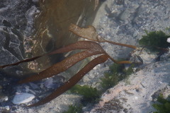 Laminaria pallida