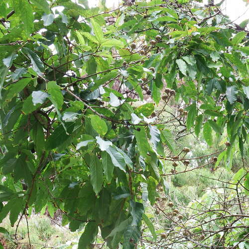 Lagerstroemia speciosa
