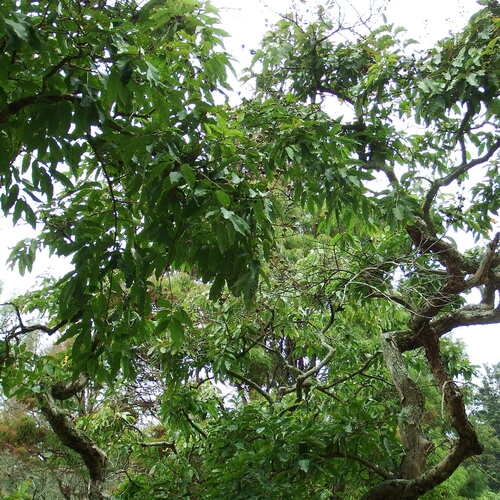 Lagerstroemia speciosa