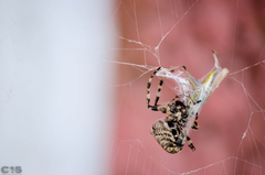 Araneus