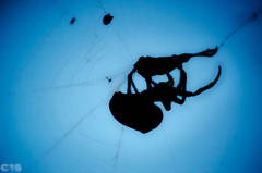 Araneus