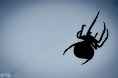 Araneus