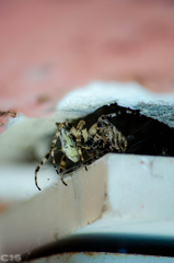 Araneus