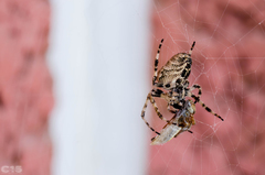 Araneus