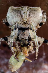 Araneus