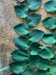 Rhaphidophora