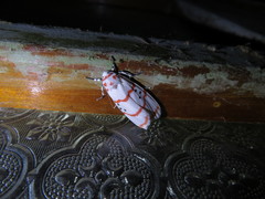 Cyana subalba