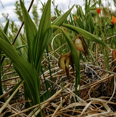Cypripedium candidum