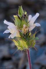 Acanthomintha lanceolata