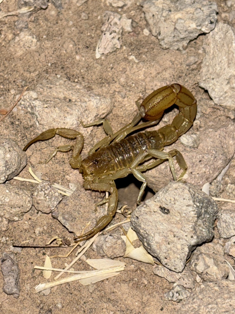Paravaejovis gravicaudus