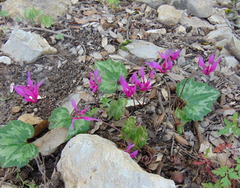 Cyclamen repandum
