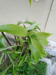 Dracaena surculosa