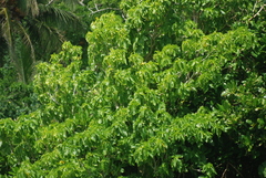 Pisonia grandis