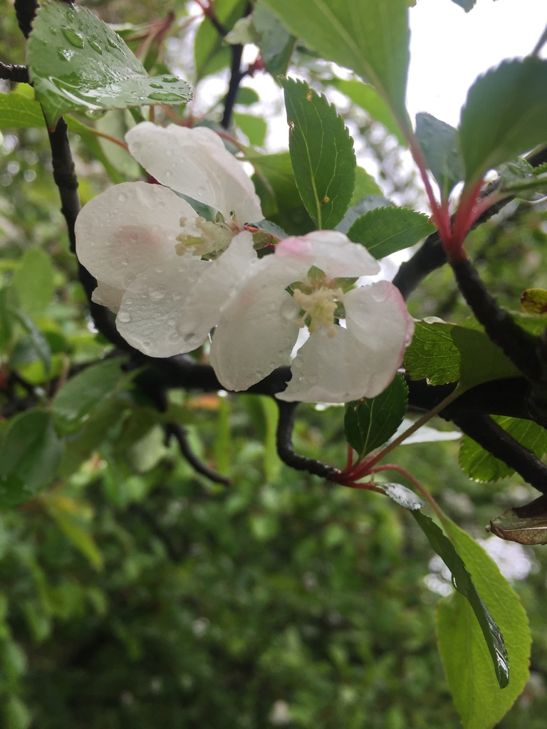 Malus spontanea