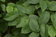 Chinese Raisin Tree (Berchemia fenchifuensis)