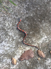 Lampropeltis abnorma