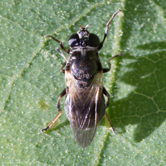 Myolepta