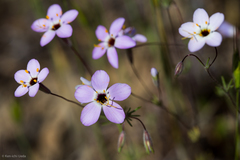 Leptosiphon ambiguus