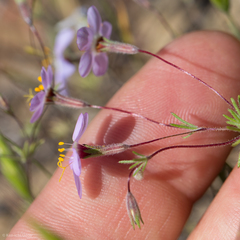 Leptosiphon ambiguus