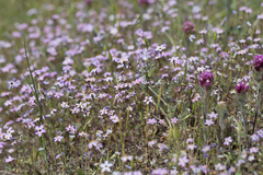 Leptosiphon ambiguus