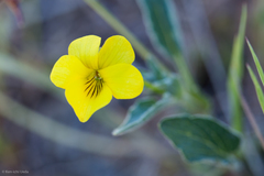 Viola purpurea quercetorum