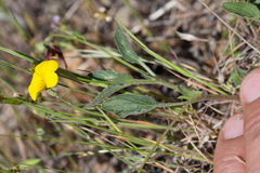 Viola purpurea quercetorum