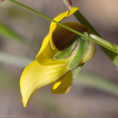 Viola purpurea quercetorum