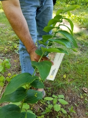 Polygonatum biflorum commutatum