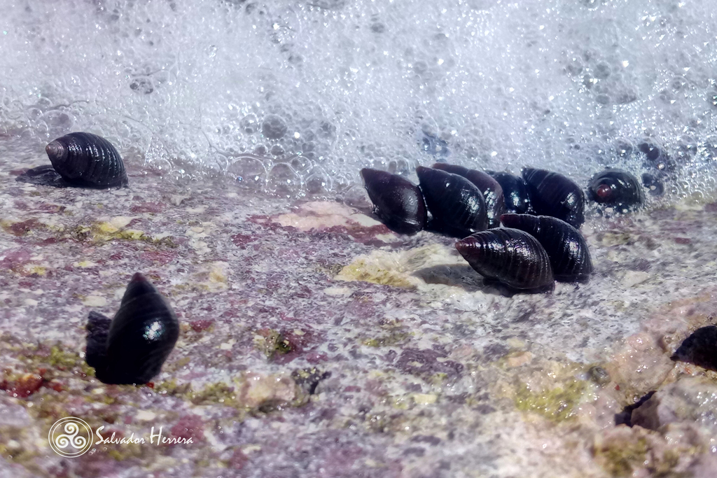 Supplanaxis obsoletus