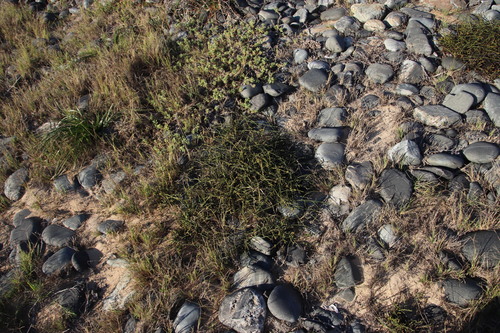 Dark Rootthug (Thesium macrostachyum)