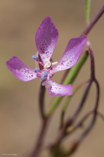Waltham Creek clarkia (Clarkia modesta)