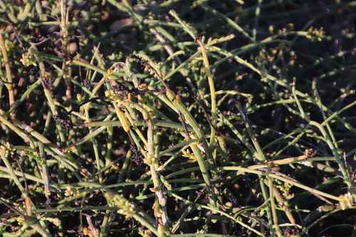 Image of Thesium macrostachyum by (c) Tony Rebelo, some rights reserved (CC BY-SA)