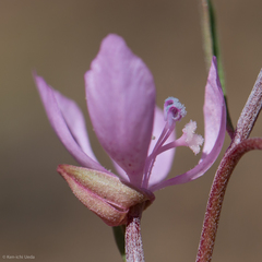 Clarkia modesta