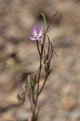 Clarkia modesta