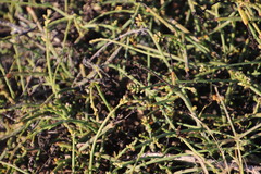 Thesium macrostachyum