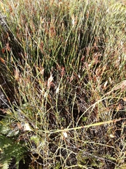 Willdenowia glomerata